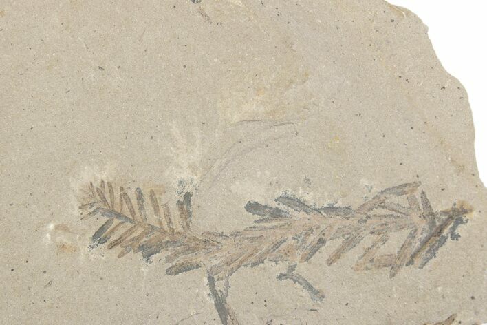 Shale With Dawn Redwood (Metasequoia) Fossils - Montana #378262